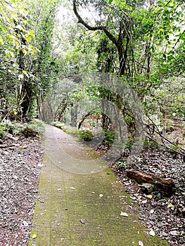 The Falls walk@ Minnamurra RainforestÂ in Budderoo National Park